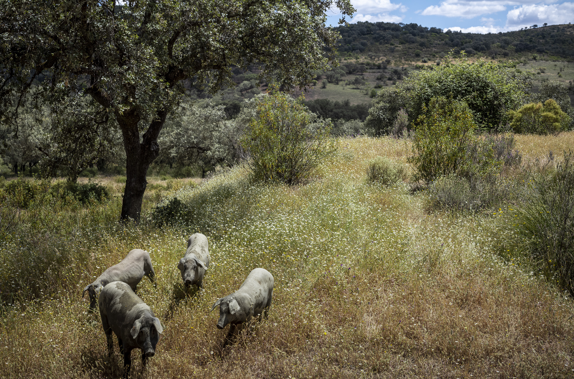 Cria de cerdos ibericos en libertad Finca la Urraca